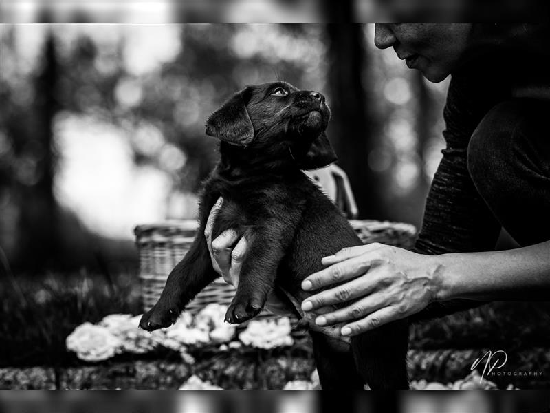 Labrador retriever welpen