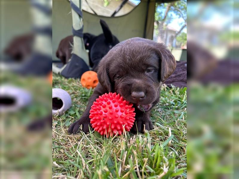 Labrador retriever welpen