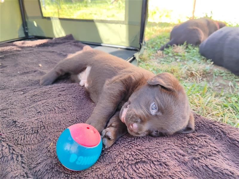 Labrador retriever welpen