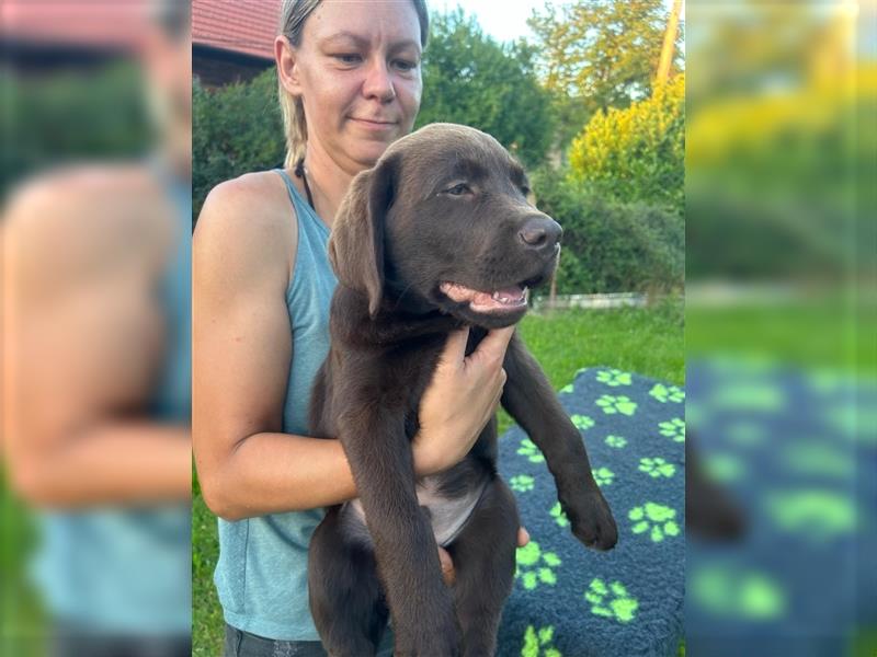 Labrador retriever welpen