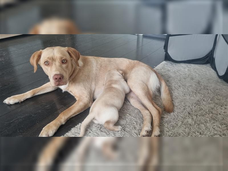 reinrassiger Labradorwelpe ,5 Wochen alt, Rüde