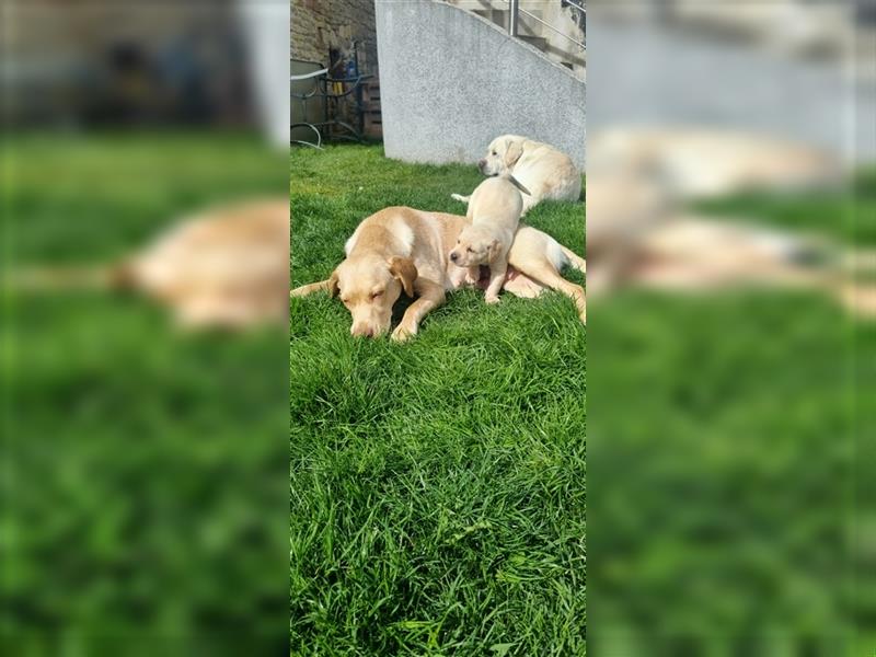 reinrassiger Labradorwelpe ,5 Wochen alt, Rüde