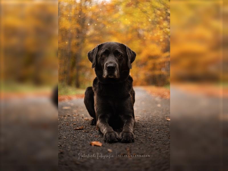 Deckerfahrener Labrador Rüde mit Zzl in Charcoal