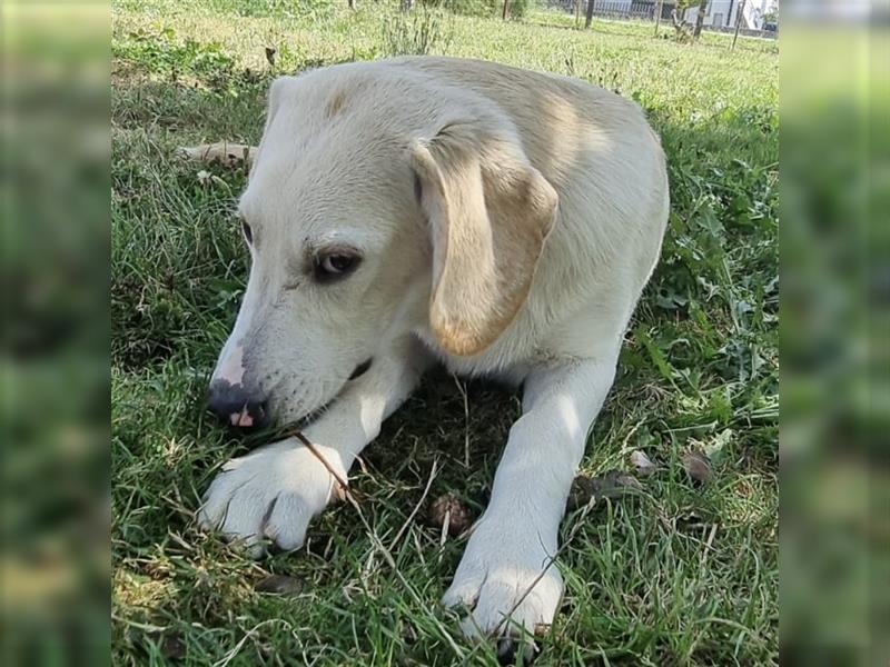 Bongo ein verspielter Bubchen