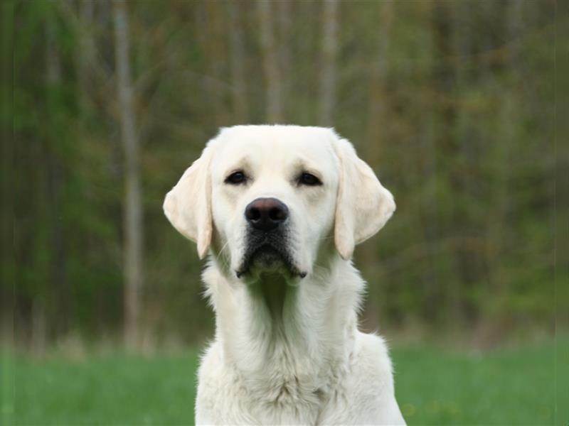 Labrador Deckrüde, weiß/gelb