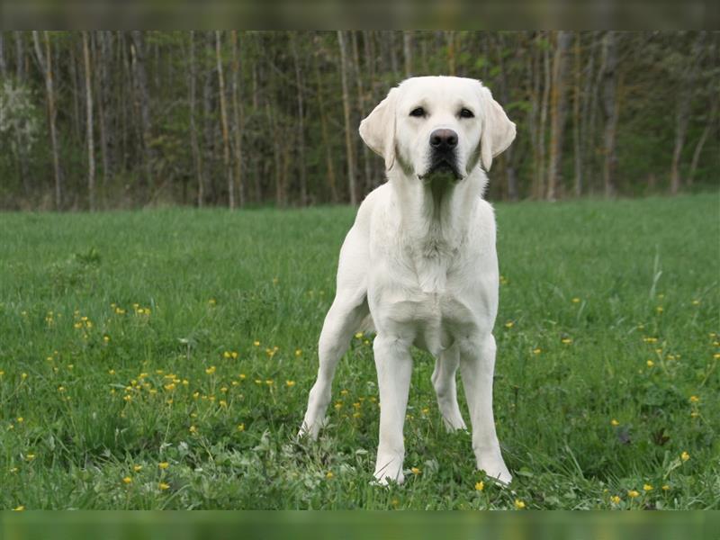 Labrador Deckrüde, weiß/gelb