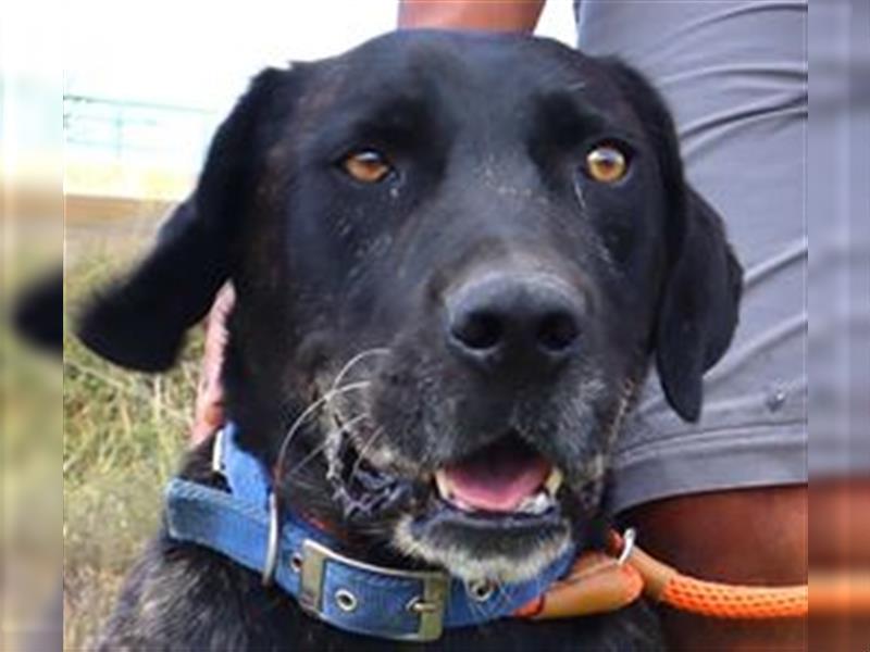 Brutus, Mix Labrador / Cane Corso, lieb und verträglich