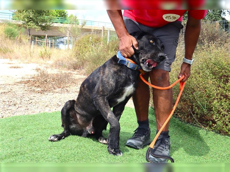 Brutus, Mix Labrador / Cane Corso, lieb und verträglich