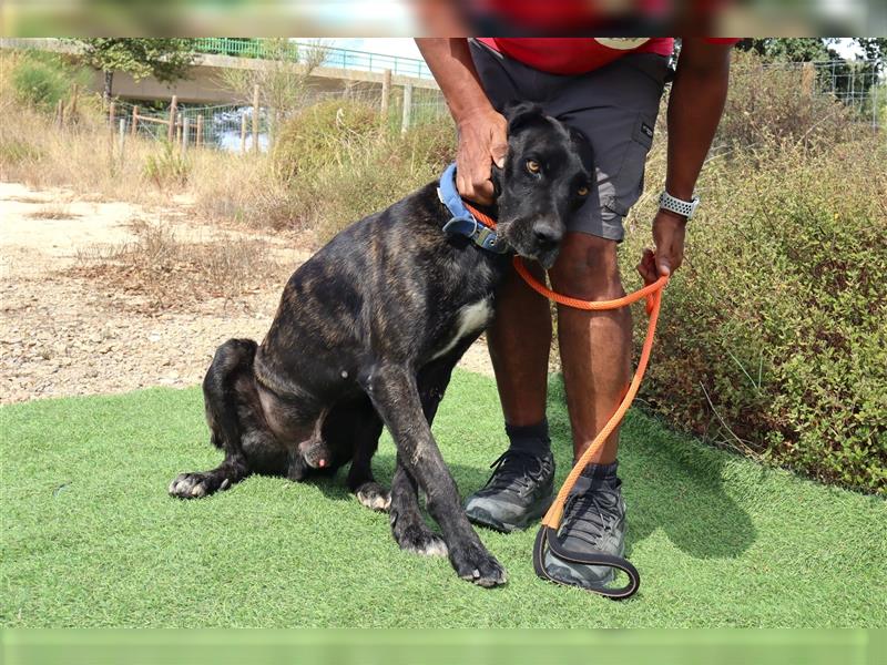 Brutus, Mix Labrador / Cane Corso, lieb und verträglich