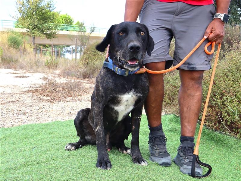 Brutus, Mix Labrador / Cane Corso, lieb und verträglich