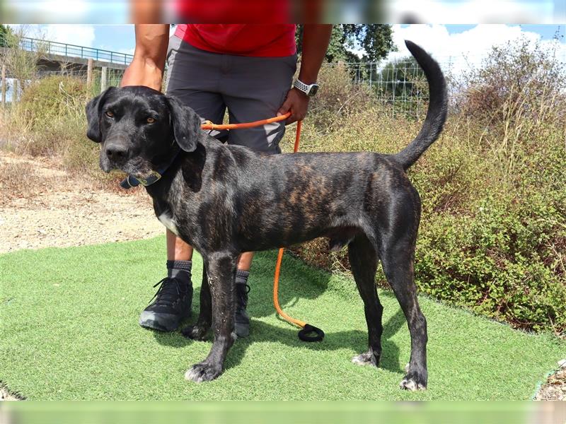 Brutus, Mix Labrador / Cane Corso, lieb und verträglich