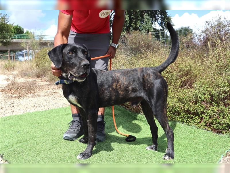 Brutus, Mix Labrador / Cane Corso, lieb und verträglich