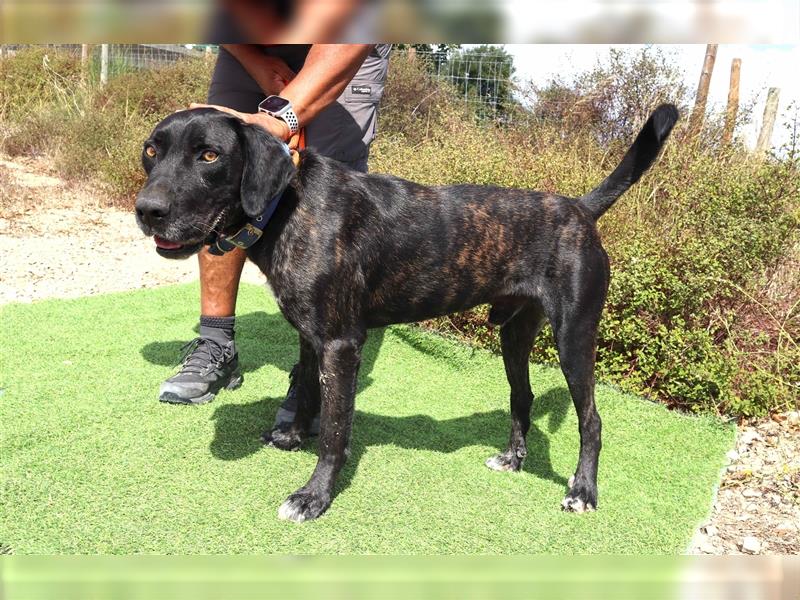 Brutus, Mix Labrador / Cane Corso, lieb und verträglich