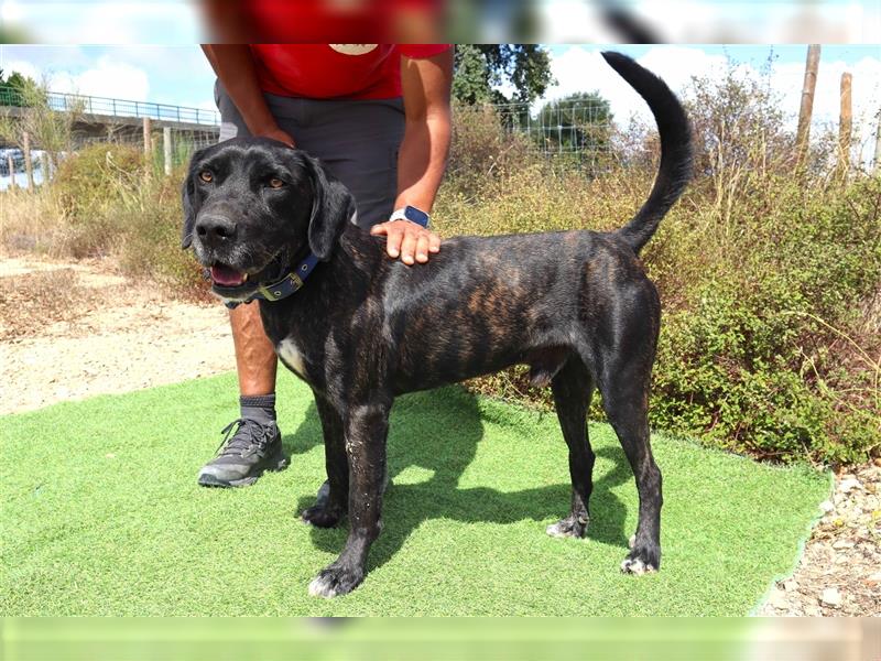 Brutus, Mix Labrador / Cane Corso, lieb und verträglich