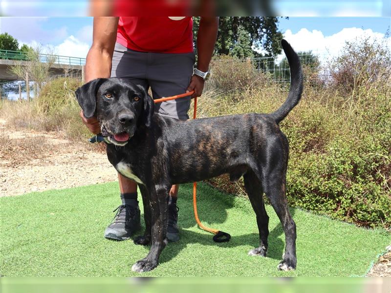 Brutus, Mix Labrador / Cane Corso, lieb und verträglich