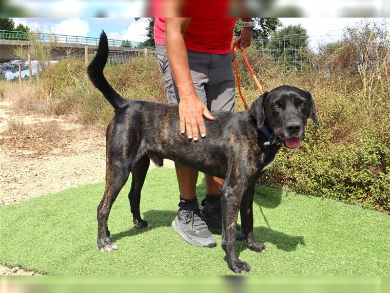 Brutus, Mix Labrador / Cane Corso, lieb und verträglich