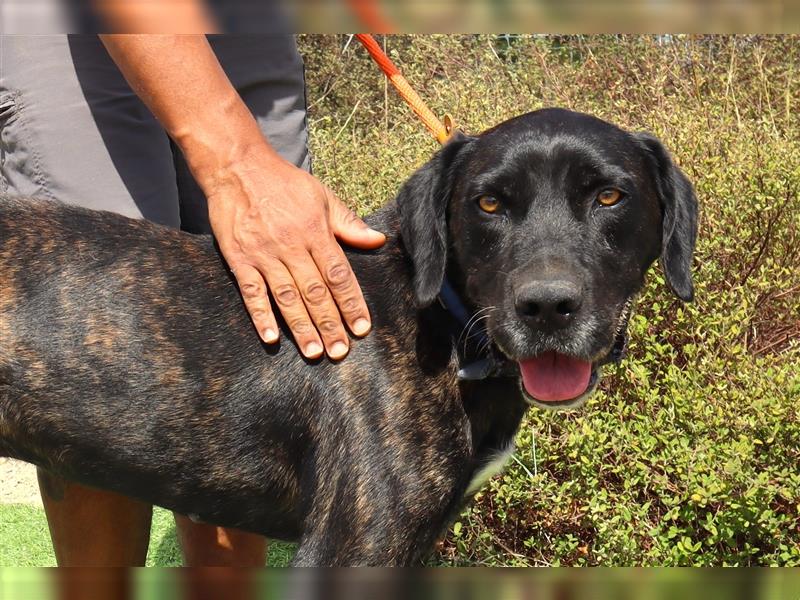 Brutus, Mix Labrador / Cane Corso, lieb und verträglich