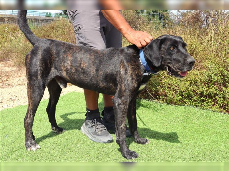 Brutus, Mix Labrador / Cane Corso, lieb und verträglich