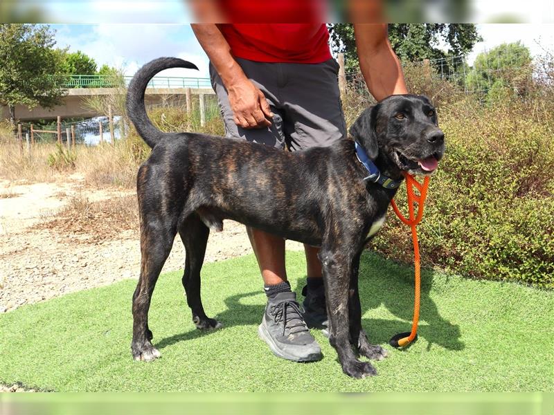 Brutus, Mix Labrador / Cane Corso, lieb und verträglich