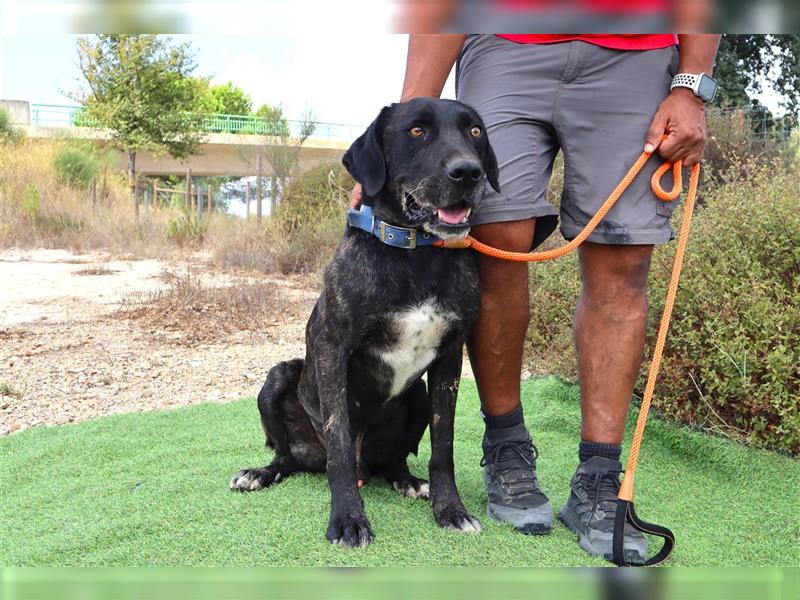 Brutus, Mix Labrador / Cane Corso, lieb und verträglich