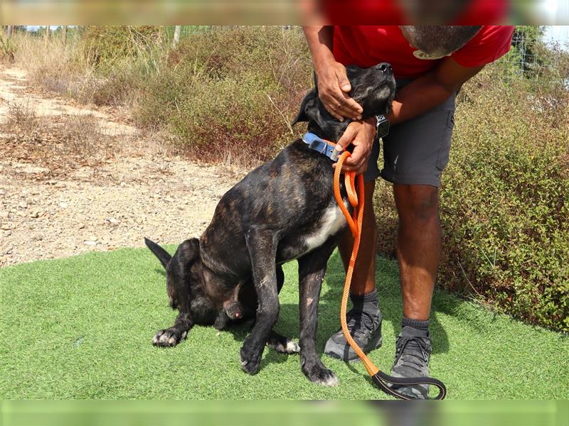 Brutus, Mix Labrador / Cane Corso, lieb und verträglich