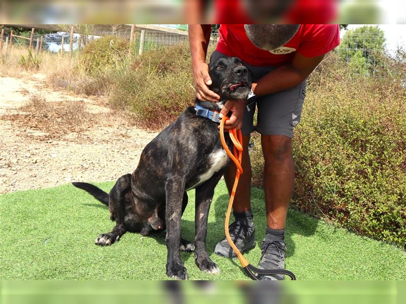 Brutus, Mix Labrador / Cane Corso, lieb und verträglich