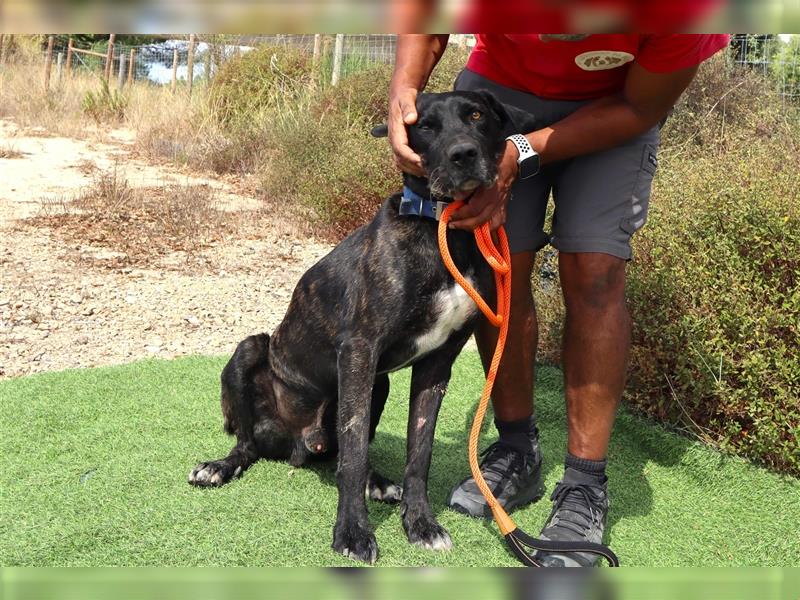 Brutus, Mix Labrador / Cane Corso, lieb und verträglich