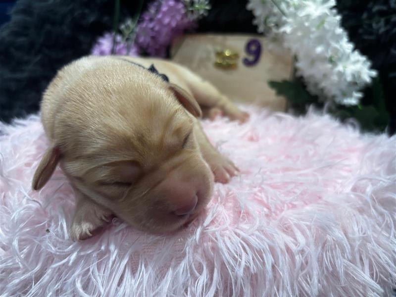 Labrador Welpe Blond NR.9 Rüde