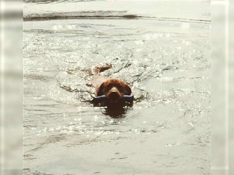 Labrador Deckrüde Foxred