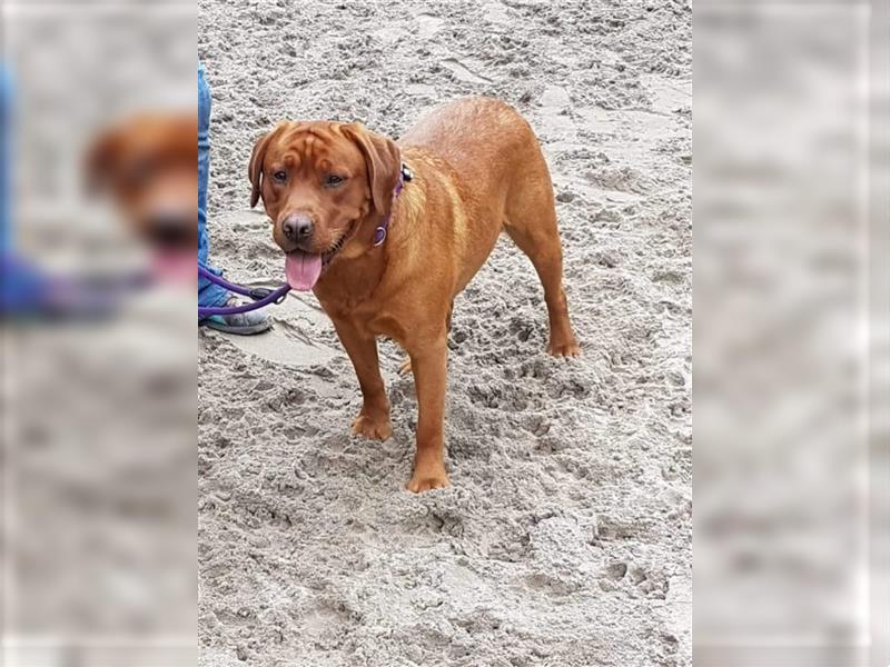 Labrador Deckrüde Foxred