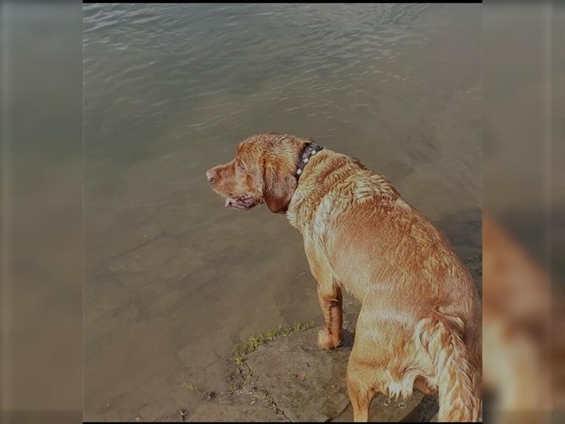 Labrador Deckrüde Foxred