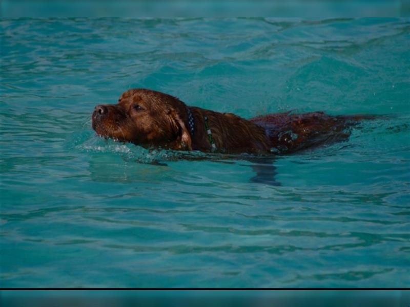 Labrador Deckrüde Foxred