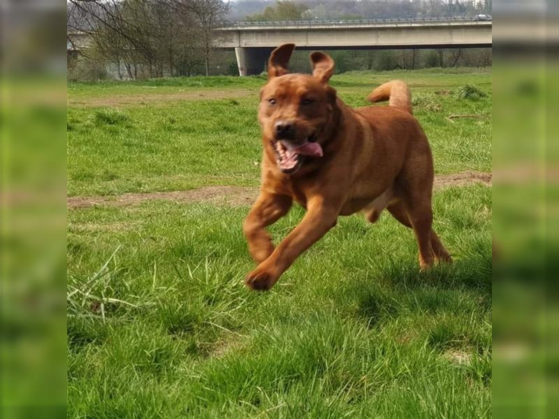 Labrador Deckrüde Foxred