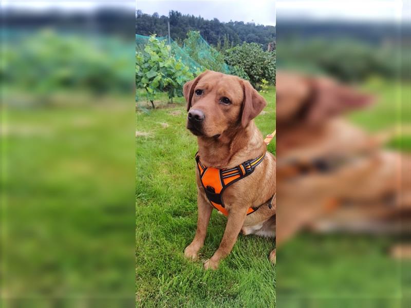 Deckrüde Labrador Foxred