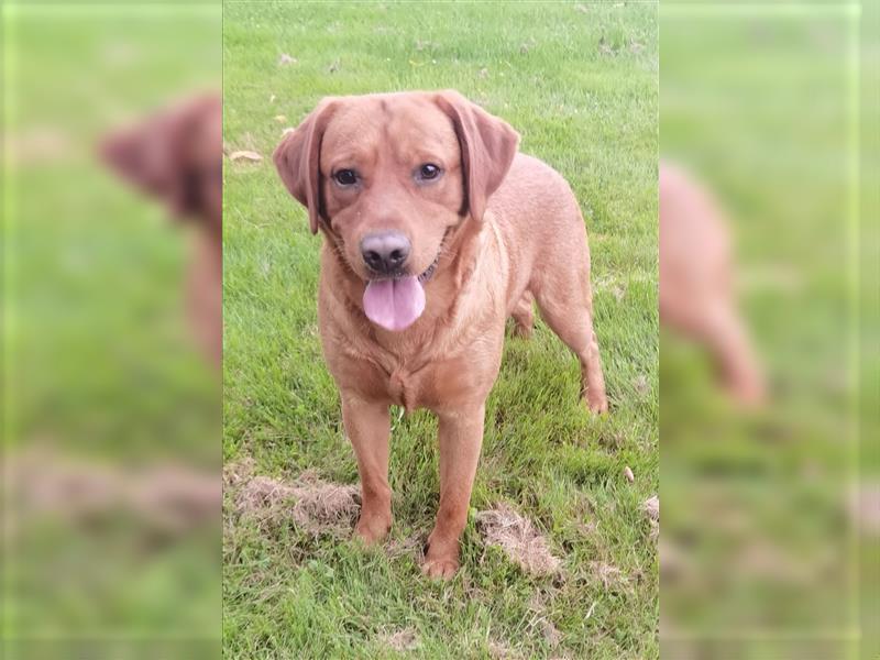 Deckrüde Labrador Foxred