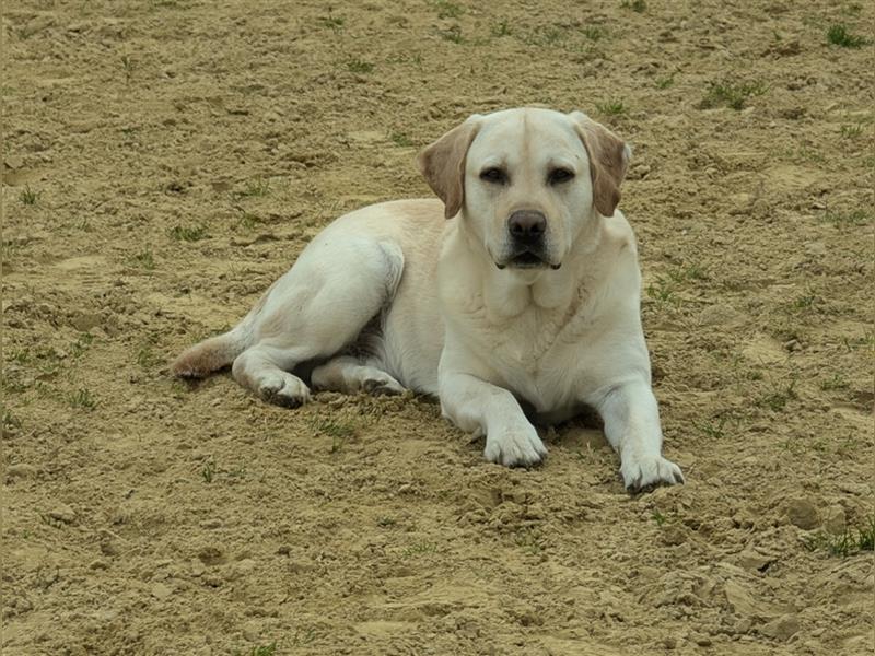 Hugo, Labrador, Showlinie, gelb