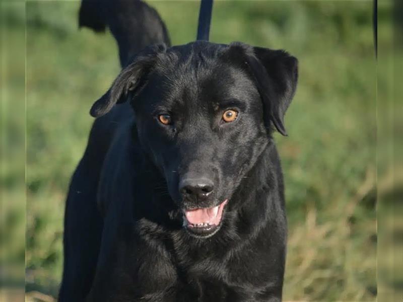 Blacky II - Aktiver Labrador, ca. 2 Jahre, gut verträglich