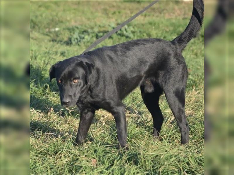 Blacky II - Aktiver Labrador, ca. 2 Jahre, gut verträglich