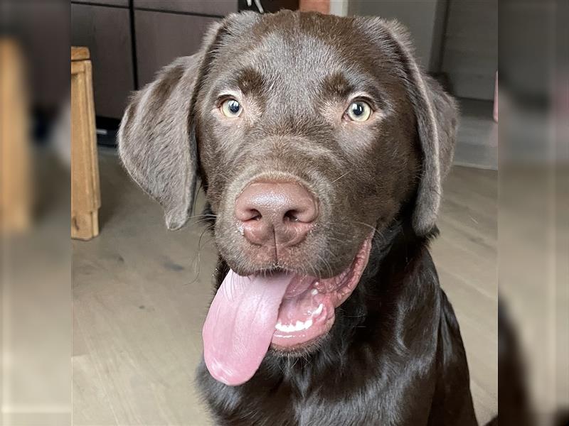 Herzenslieber junger brauner chocolate Labrador Retriever Rüde sucht ein Zuhause