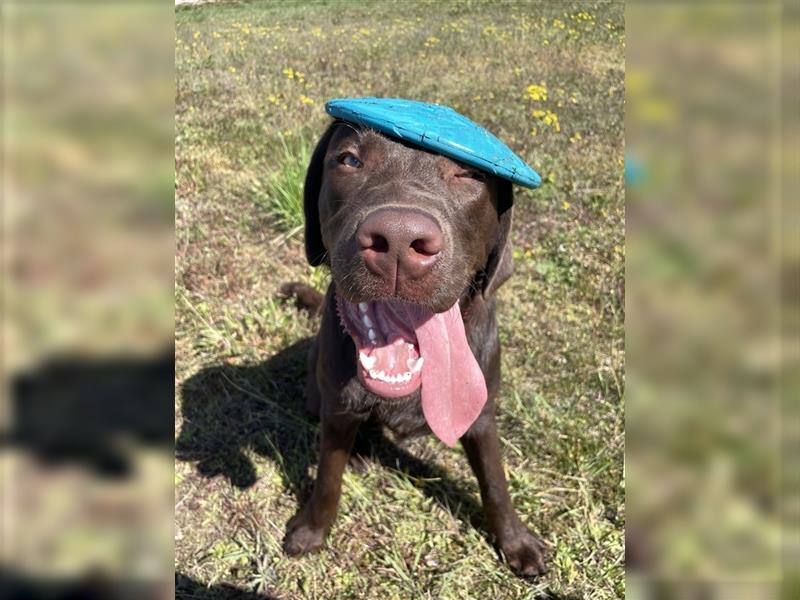 Herzenslieber junger brauner chocolate Labrador Retriever Rüde sucht ein Zuhause