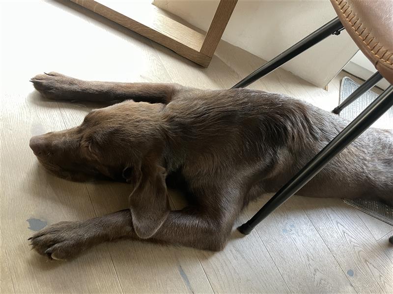 Herzenslieber junger brauner chocolate Labrador Retriever Rüde sucht ein Zuhause