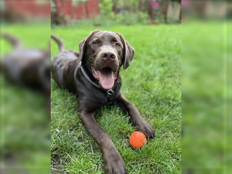 Herzenslieber junger brauner chocolate Labrador Retriever Rüde sucht ein Zuhause