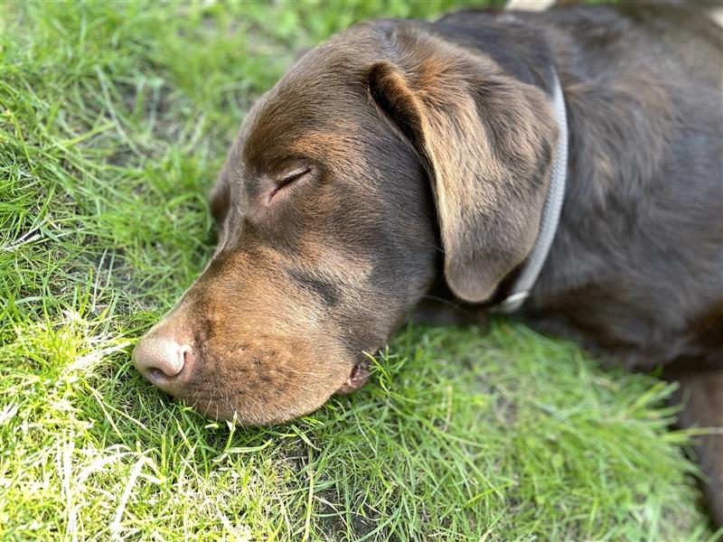 Herzenslieber junger brauner chocolate Labrador Retriever Rüde sucht ein Zuhause