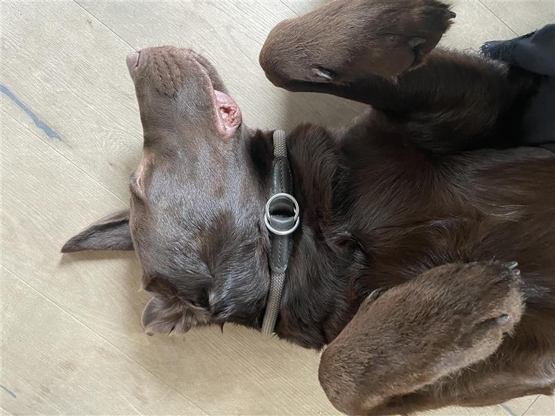 Herzenslieber junger brauner chocolate Labrador Retriever Rüde sucht ein Zuhause