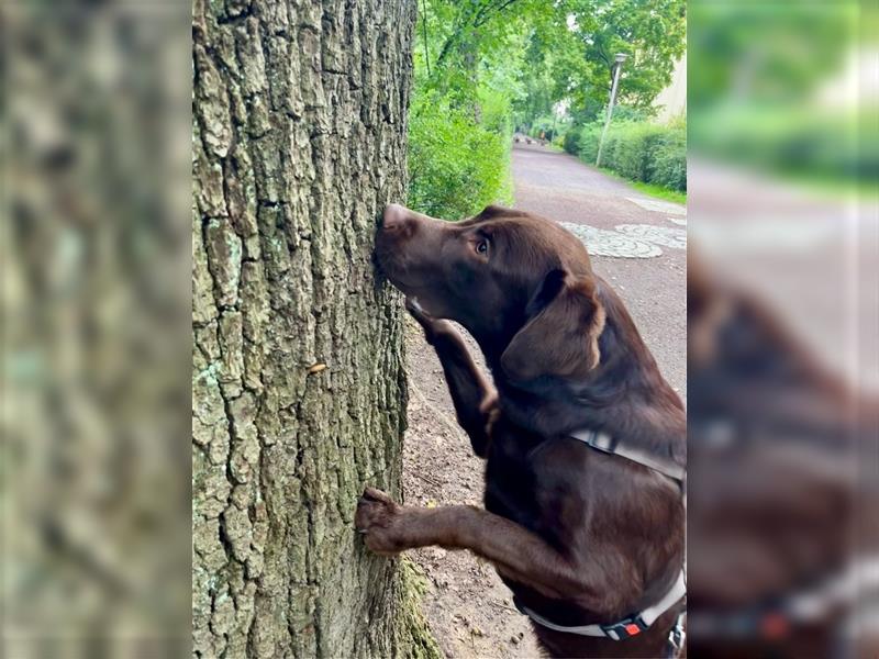 Herzenslieber junger brauner chocolate Labrador Retriever Rüde sucht ein Zuhause