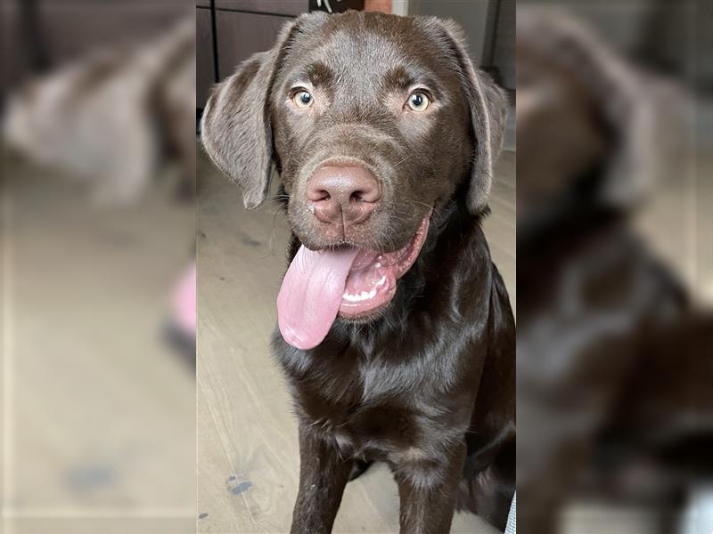 Herzenslieber junger brauner chocolate Labrador Retriever Rüde sucht ein Zuhause