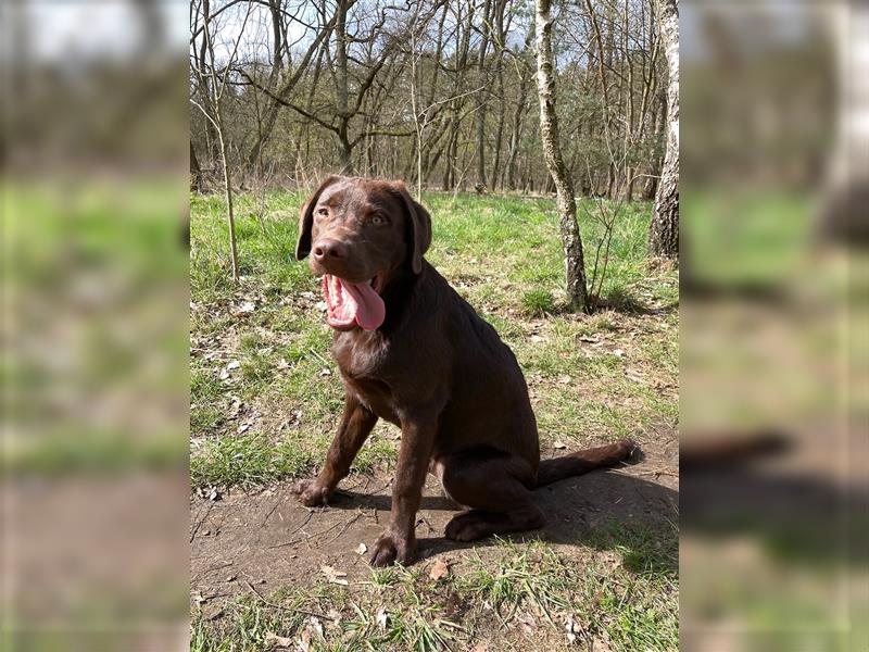 Herzenslieber junger brauner chocolate Labrador Retriever Rüde sucht ein Zuhause