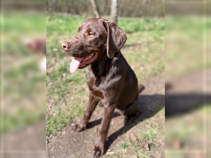 Herzenslieber junger brauner chocolate Labrador Retriever Rüde sucht ein Zuhause