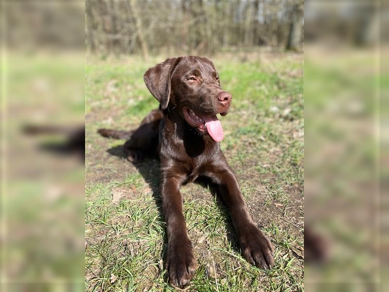 Herzenslieber junger brauner chocolate Labrador Retriever Rüde sucht ein Zuhause