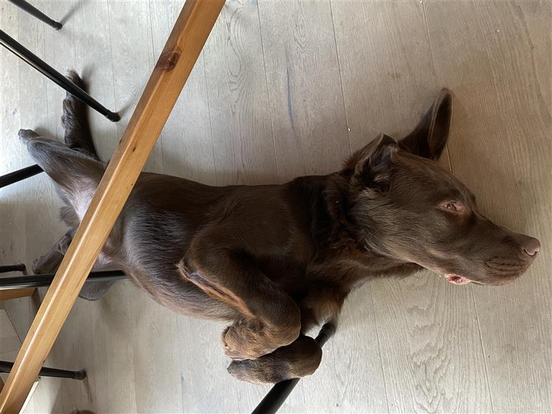 Herzenslieber junger brauner chocolate Labrador Retriever Rüde sucht ein Zuhause